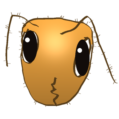 Lasius claviger head portrait